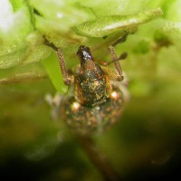 Azolla Weevil